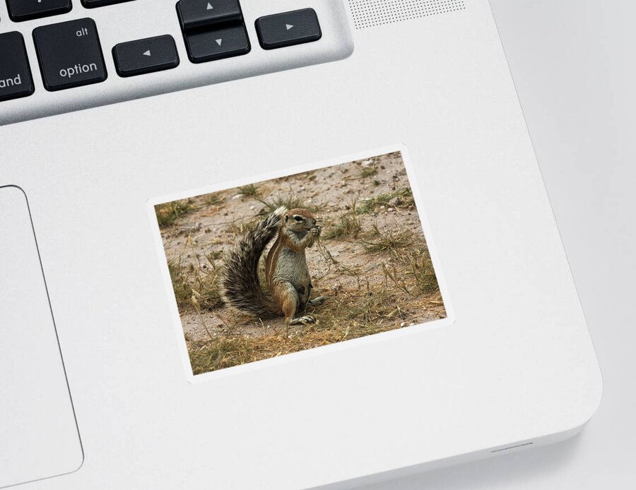 Africa Sticker featuring the photograph South African Ground Squirrel #4 by David Hosking