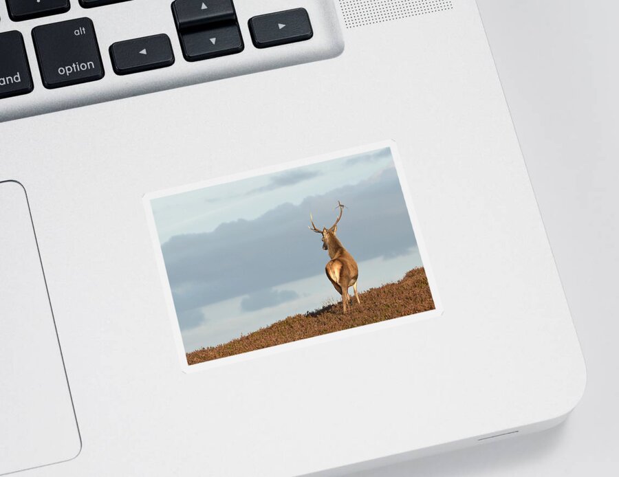 Red Deer Stag Sticker featuring the photograph Red Deer Stag #40 by Gavin MacRae