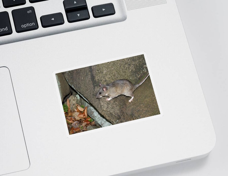Allegheny Woodrat Sticker featuring the photograph Allegheny Woodrat Neotoma Magister by David Kenny