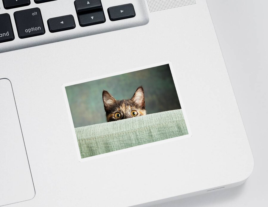Photography Sticker featuring the photograph Portrait Of A Tortoiseshell Cat #6 by Panoramic Images