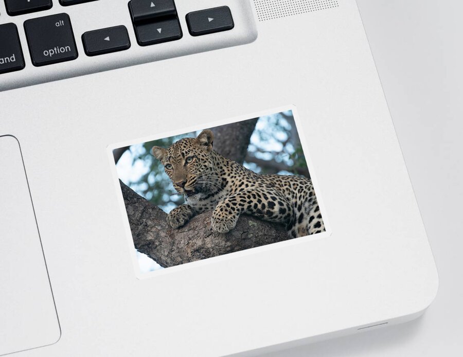Leopard Sticker featuring the photograph A Focused Leopard by Mark Hunter