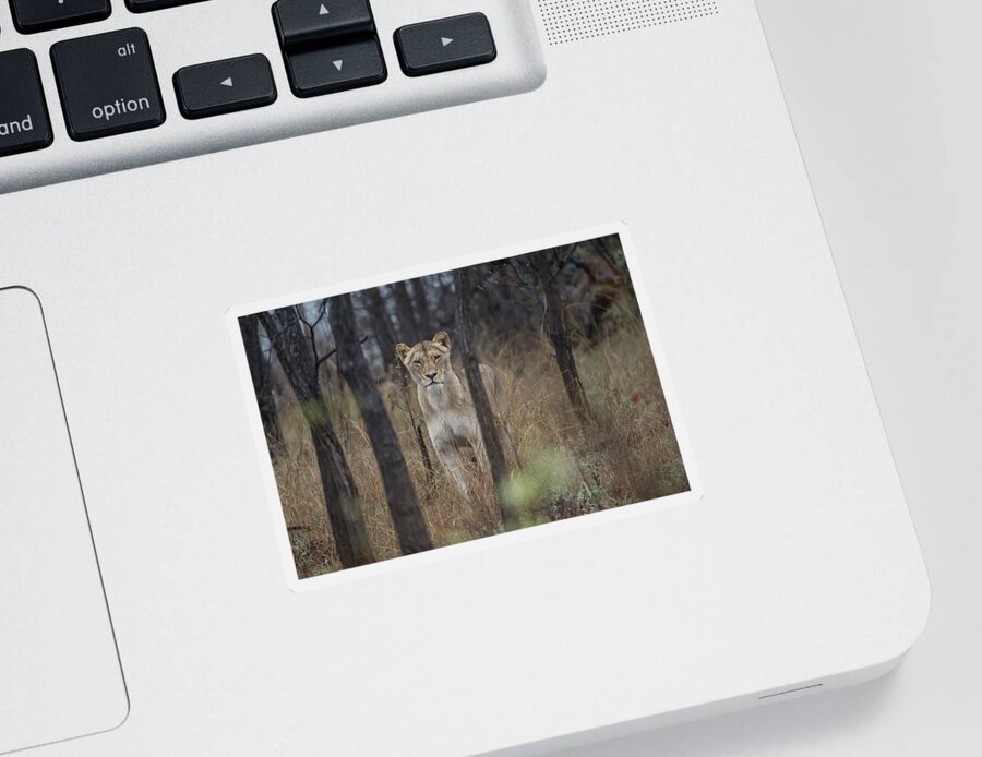 Lion Sticker featuring the photograph A lioness in the trees by Mark Hunter