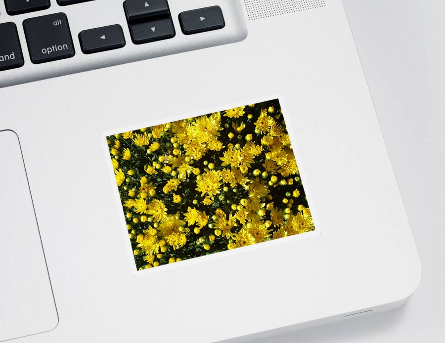 Bright Yellow Chrysanthemums Sticker featuring the photograph A Multitude of Yellow Mums by Mike McBrayer