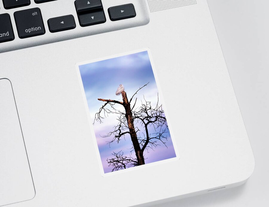 Snowy Owl Sticker featuring the photograph A Snowy Sunset by Susan Rissi Tregoning
