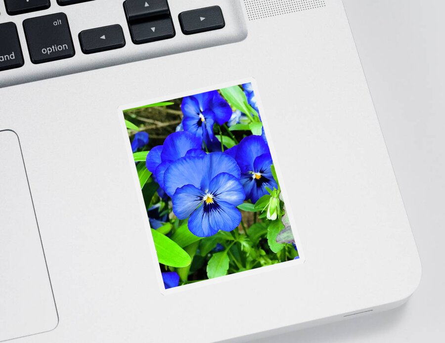 Plant Sticker featuring the photograph A Very Blue Pansy by Alida M Haslett
