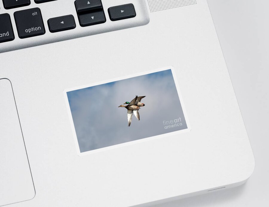 Mallard Ducks Sticker featuring the photograph Acrobats by Sam Rino