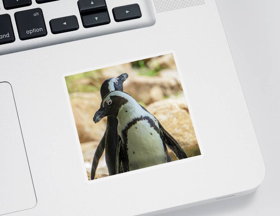 African Penguins Sticker featuring the photograph African Penguins Posing by Jason Fink