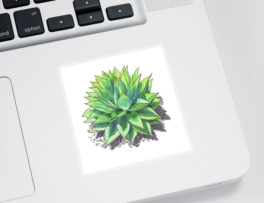 Succulent Sticker featuring the painting Agave Ovatifolia Whale Tongue Agave Watercolor by Irina Sztukowski