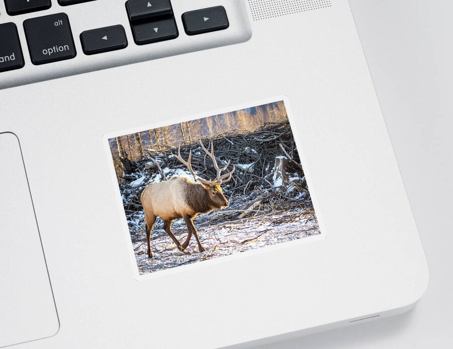 Alaska Sticker featuring the photograph Alaska Stag by Framing Places