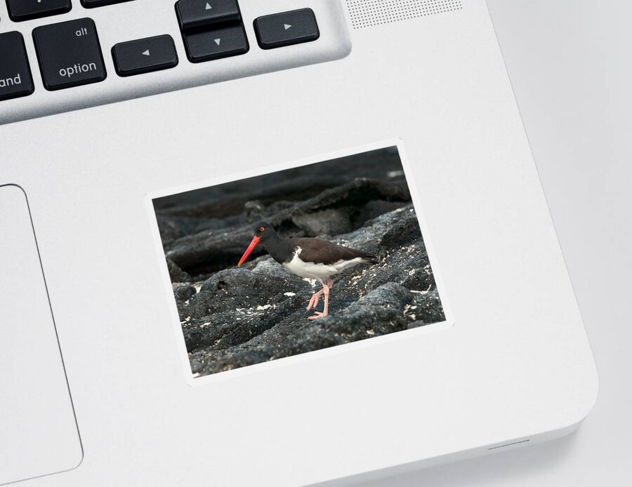 American Oystercatcher Sticker featuring the photograph American Oystercatcher by Michael Lustbader