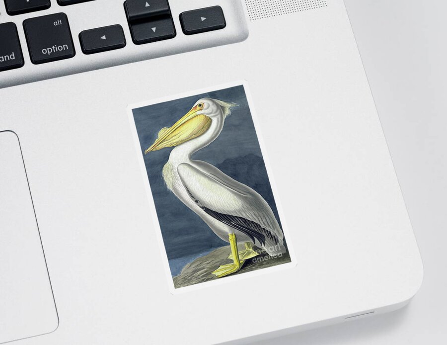 Pelican Sticker featuring the painting American White Pelican, Pelecanus Erythrorhynchos by John James Audubon by John James Audubon