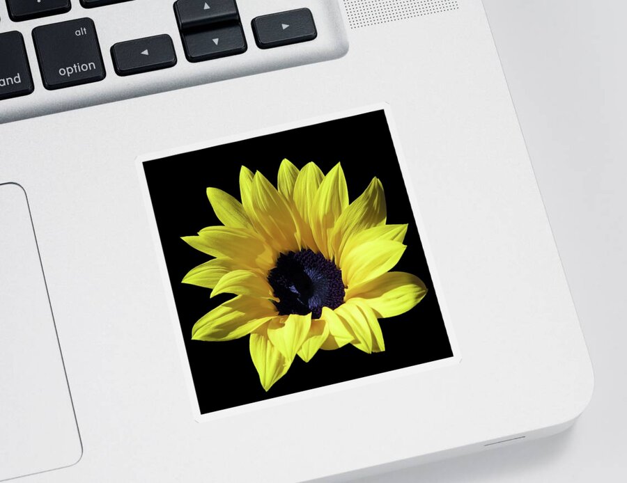 Sunflower Sticker featuring the photograph An Amazingly Beautiful Sunflower In The Sunlight by Johanna Hurmerinta