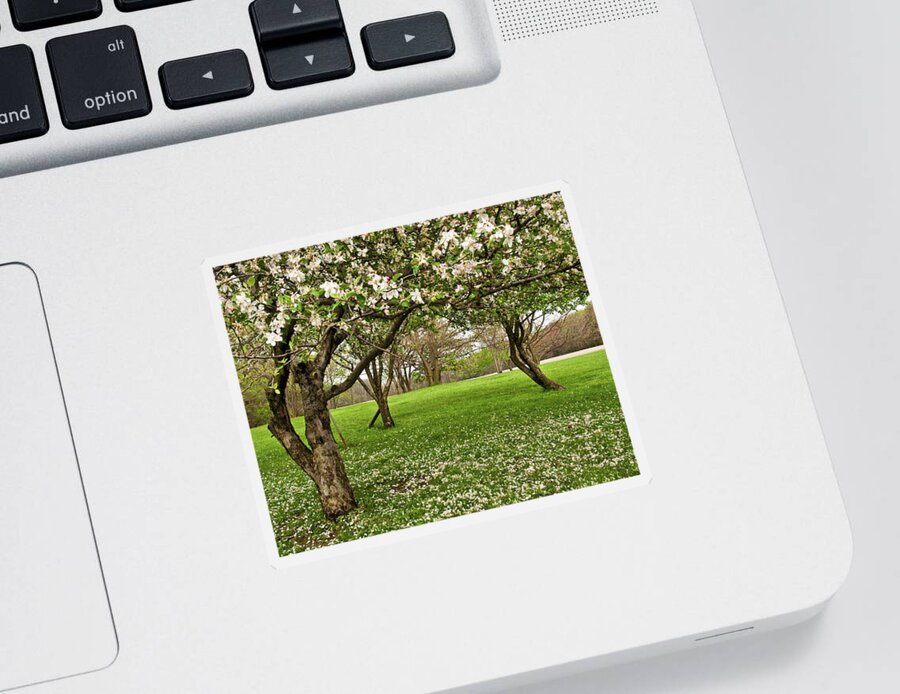Spring Sticker featuring the photograph Apple Orchard by Minnie Gallman
