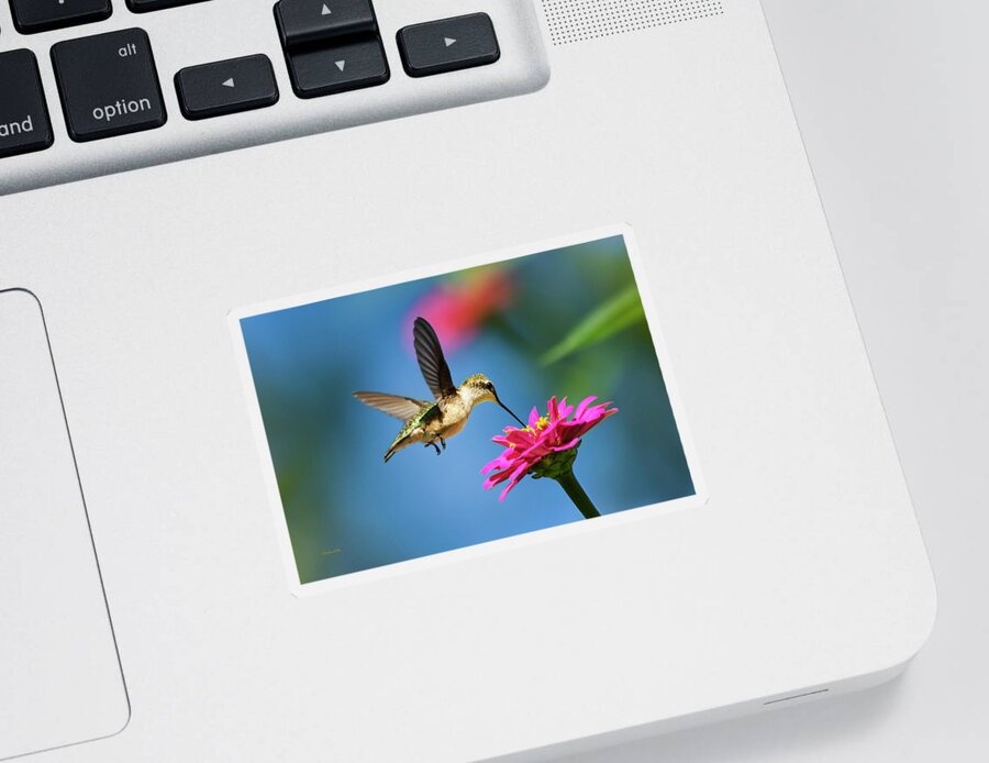 Hummingbird Sticker featuring the photograph Art of Hummingbird Flight by Christina Rollo