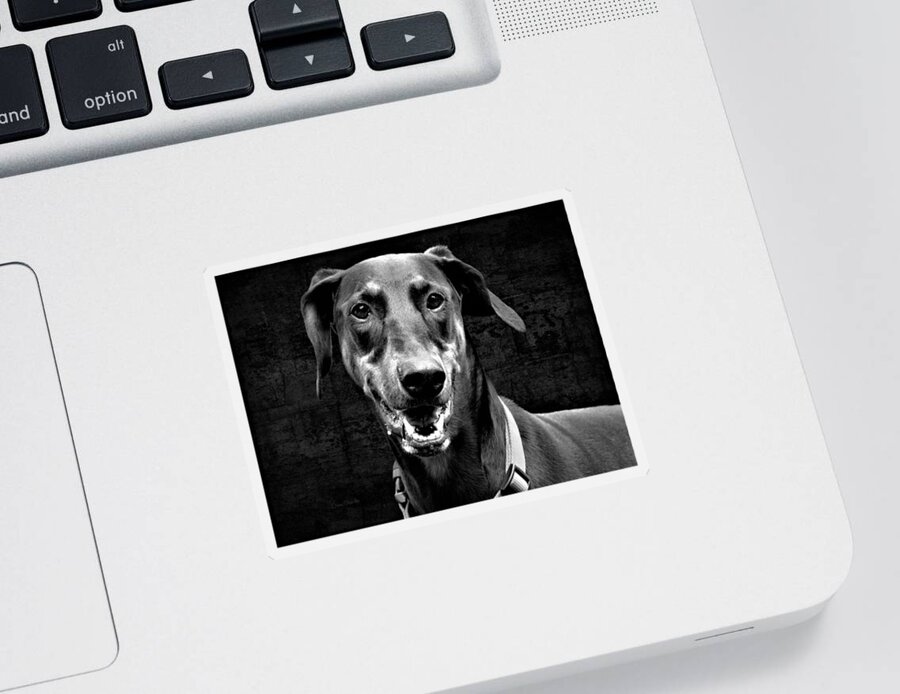 Dog Sticker featuring the photograph Asti in Black by Diane Chandler