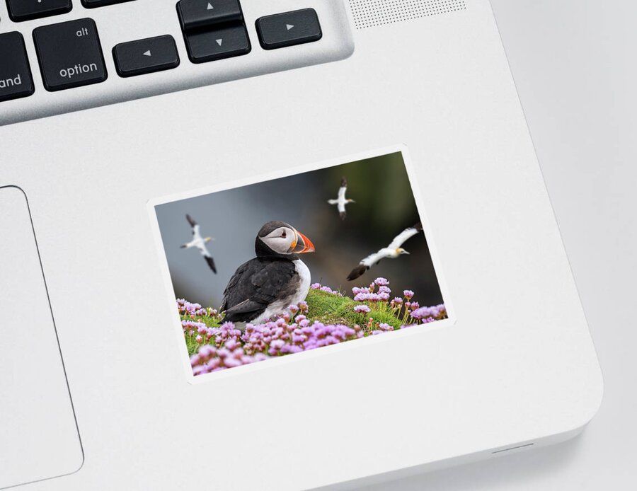 Atlantic Puffin Sticker featuring the photograph Atlantic Puffin and Soaring Gannets by Arterra Picture Library
