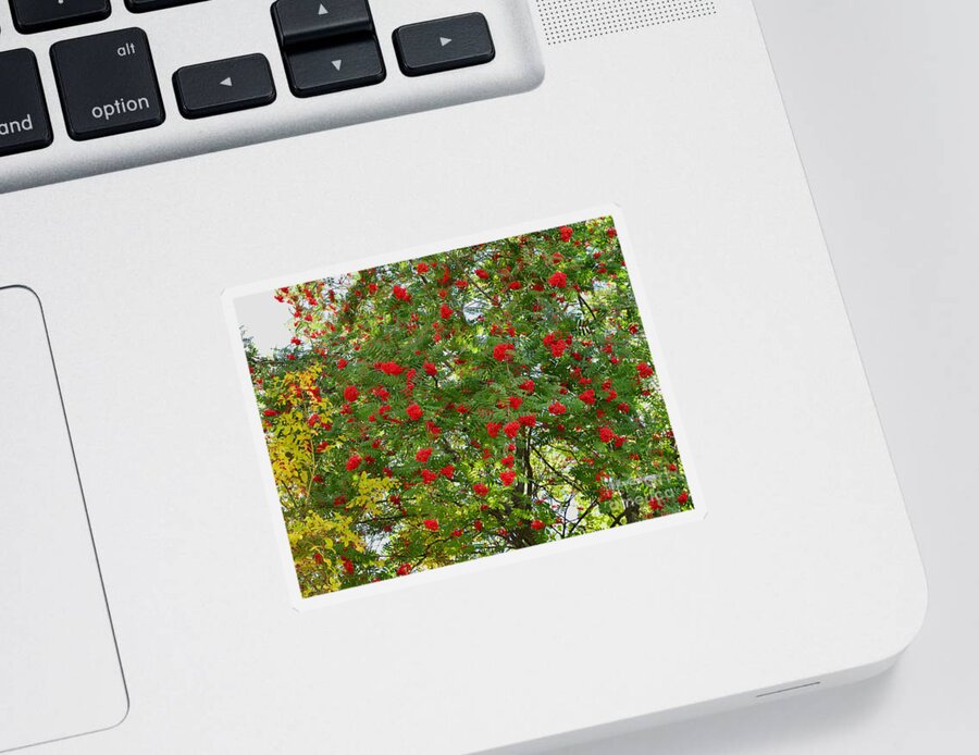 Autumn Sticker featuring the photograph Autumn Green and Red by Kae Cheatham