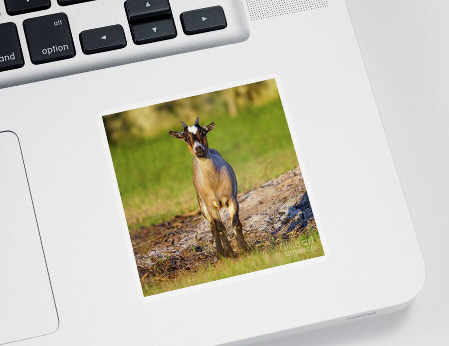 Livestock Sticker featuring the photograph Baby Goat Staring at Sunset by Pablo Avanzini