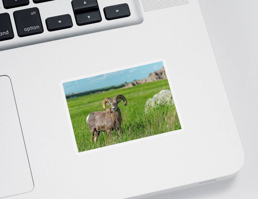 Audubon's Bighorn Sheep Sticker featuring the photograph Badlands Bighorn Sheep by Sebastian Musial
