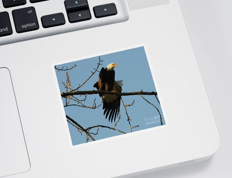 Bald Eagle Sticker featuring the photograph Bald Eagle Stretching by Bob Christopher