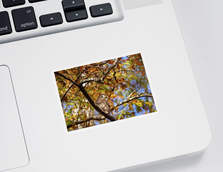 Barred Owl Sticker featuring the photograph Barred Owl In Fall by Jordan Hill