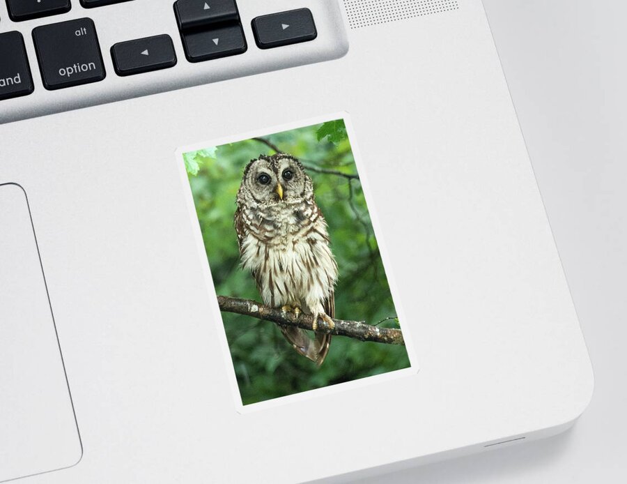 Barred Owl Sticker featuring the photograph Barred Owl by Minnie Gallman