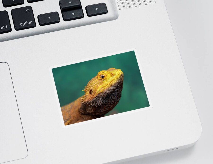 Bearded Dragon Sticker featuring the photograph Bearded Dragon 2 by Steev Stamford