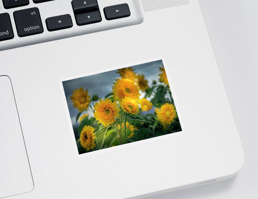Sunflower Sticker featuring the photograph Beautiful Sunflowers by Lorraine Baum