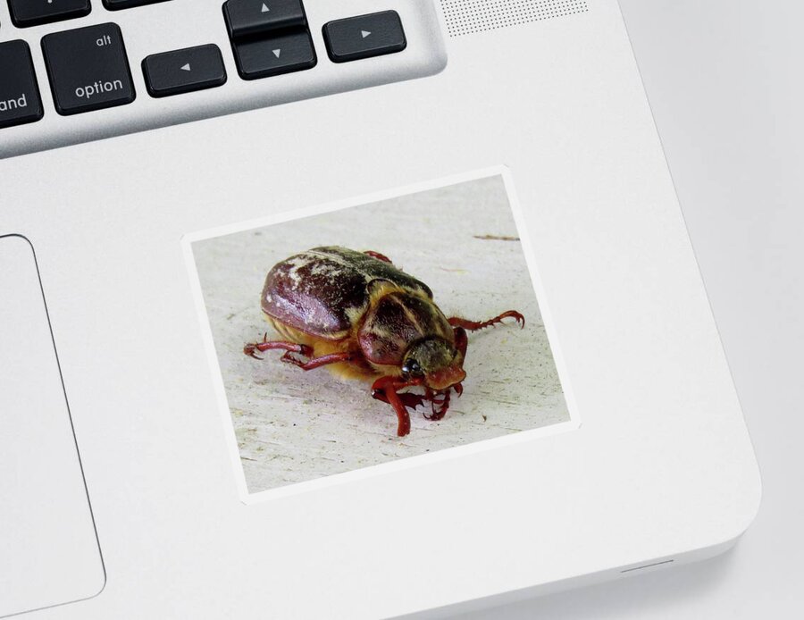 Bugs Sticker featuring the photograph Beetle by Linda Stern