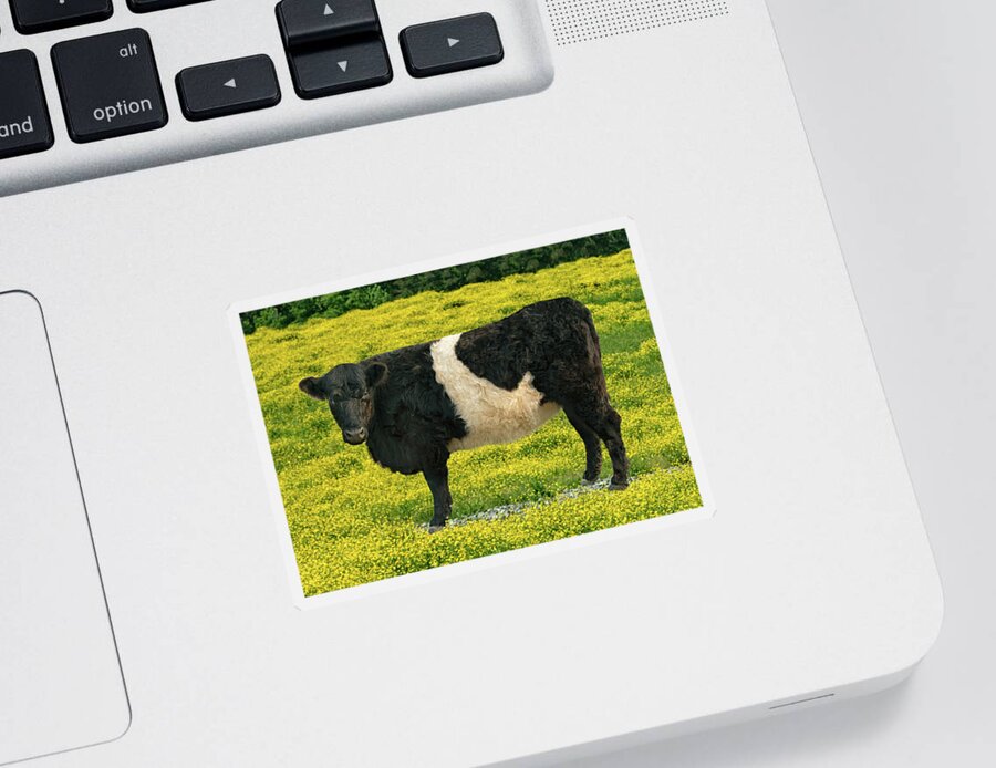 Belted Galloway Sticker featuring the photograph Beltie in Buttercups by Minnie Gallman