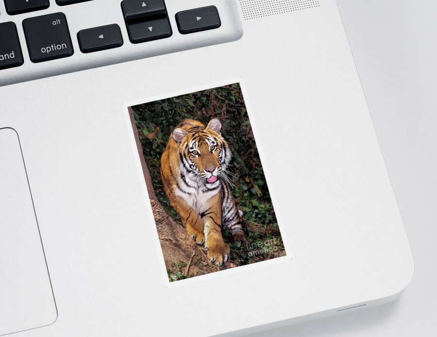 Bengal Tiger Sticker featuring the photograph Bengal Tiger by Tree Endangered Species Wildlife Rescue by Dave Welling