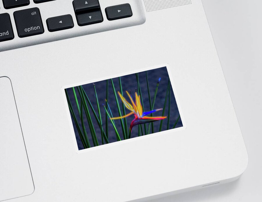 Bird Of Paradise Sticker featuring the photograph Bird of Paradise, Electrified Abstract by Marcy Wielfaert