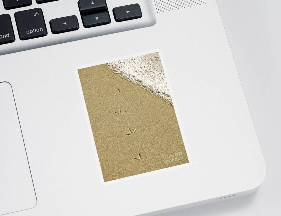 Footprints Sticker featuring the photograph Birdprints in the Sand by Beth Myer Photography