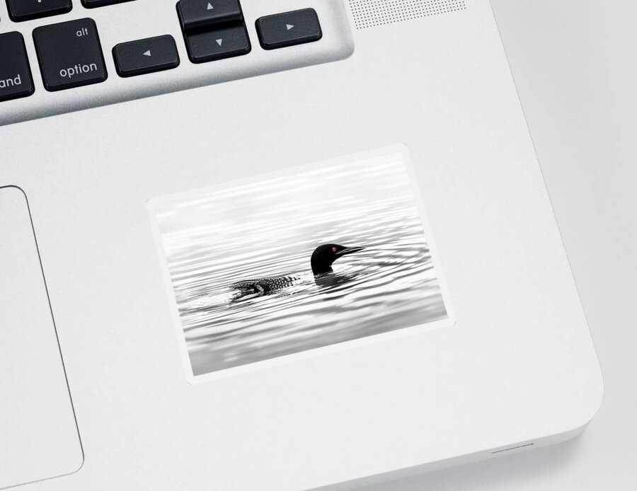 Loon Sticker featuring the photograph Black And White Loon by Christina Rollo