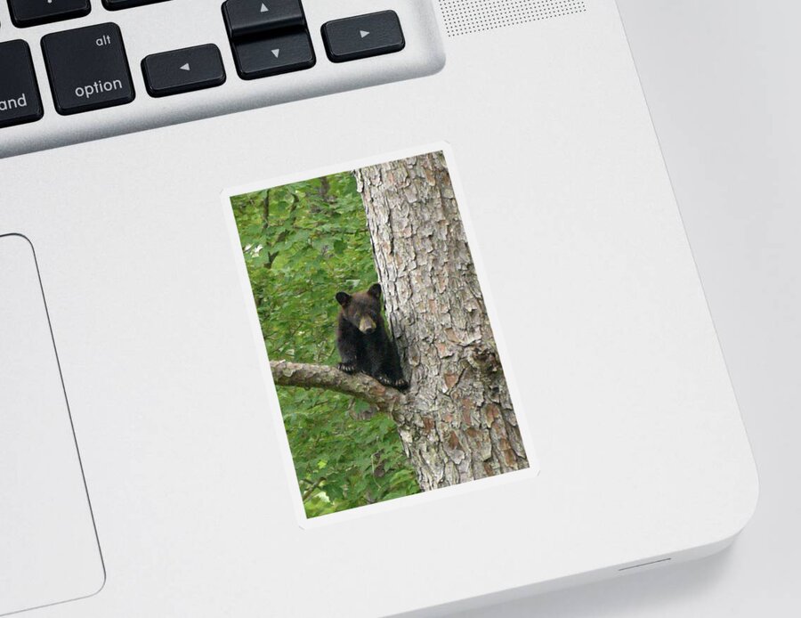 Alligator River Wildlife Refuge Sticker featuring the photograph Black Bear Cub by Minnie Gallman