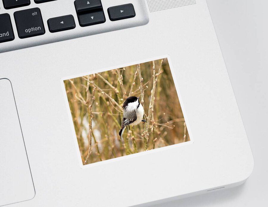 Black Capped Chickadee Sticker featuring the photograph Black Capped Chickadee Print by Gwen Gibson