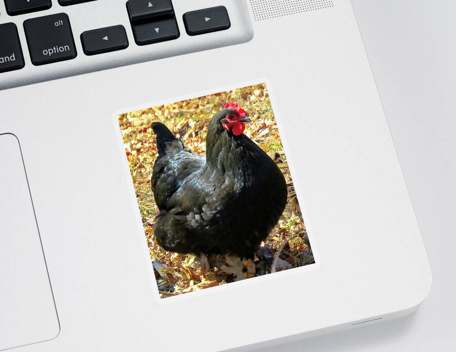 Black Chickens Sticker featuring the photograph Black Jersey Giant by Linda Stern