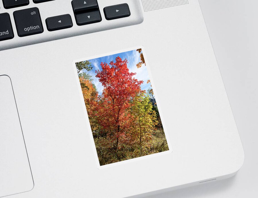 Autumn Landscapes Sticker featuring the photograph Blazing Maples in the Canyon by Kathleen Bishop