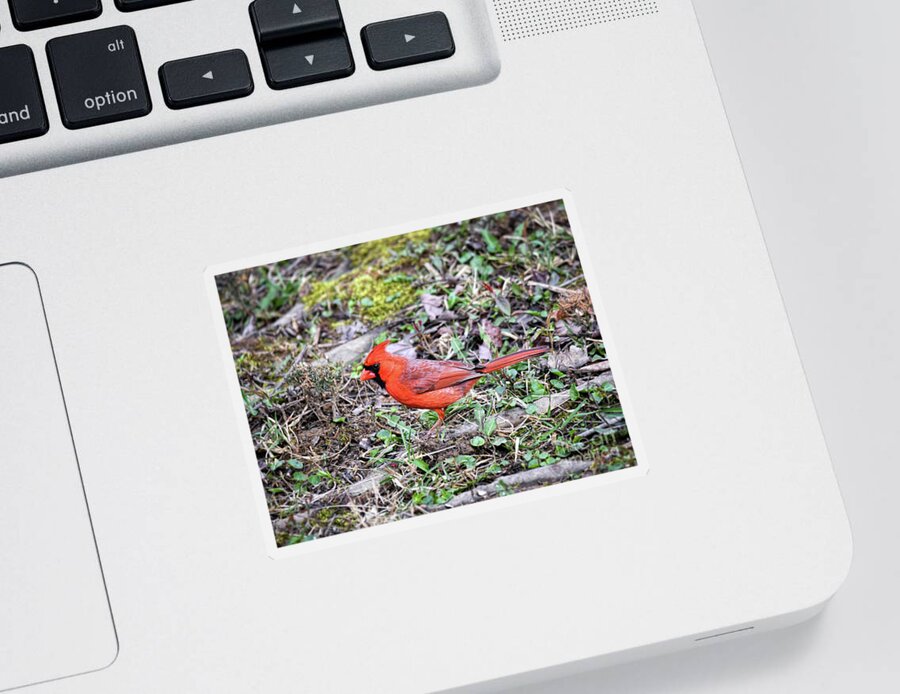 Birds Sticker featuring the photograph Blessed By Red - Male Northern Cardinal by Kerri Farley