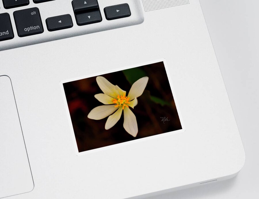 Macro Photography Sticker featuring the photograph Bloodroot by Meta Gatschenberger