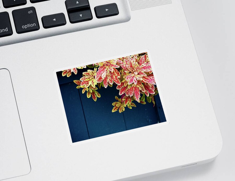 Plant Sticker featuring the photograph Blooms From A Blue Bucket by Alida M Haslett
