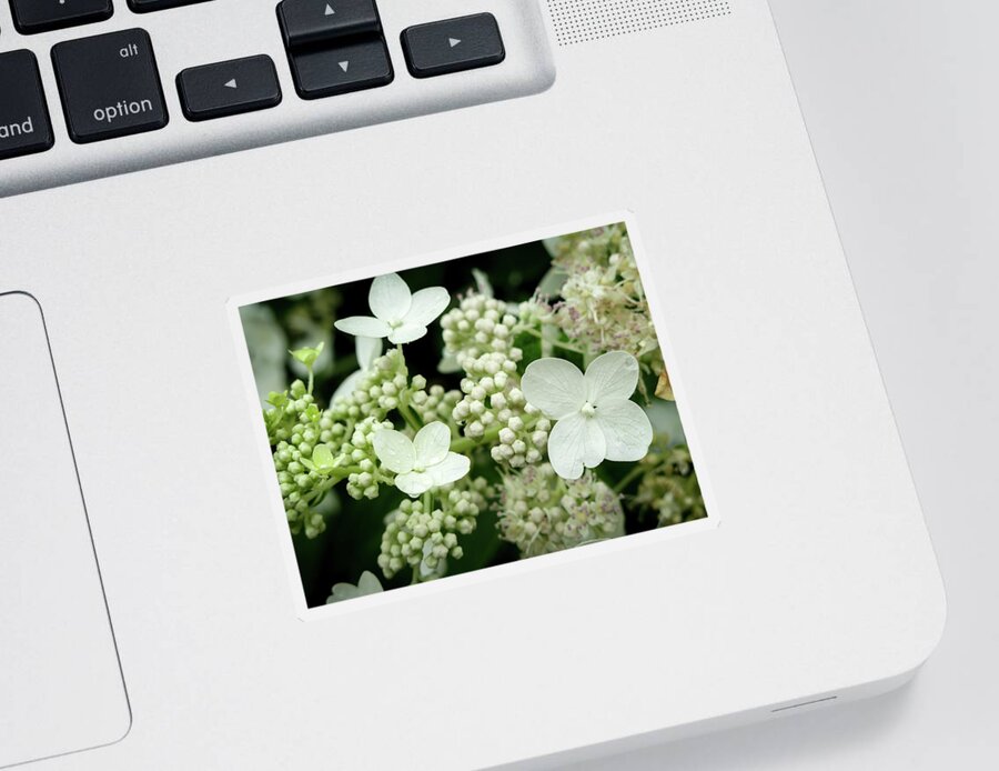 Flowers Sticker featuring the photograph Blossom Family by David Coblitz