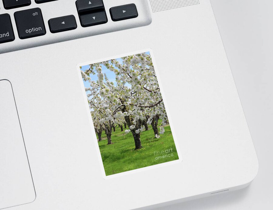 Orchard Sticker featuring the photograph Blossoming Spring Day by Carol Groenen