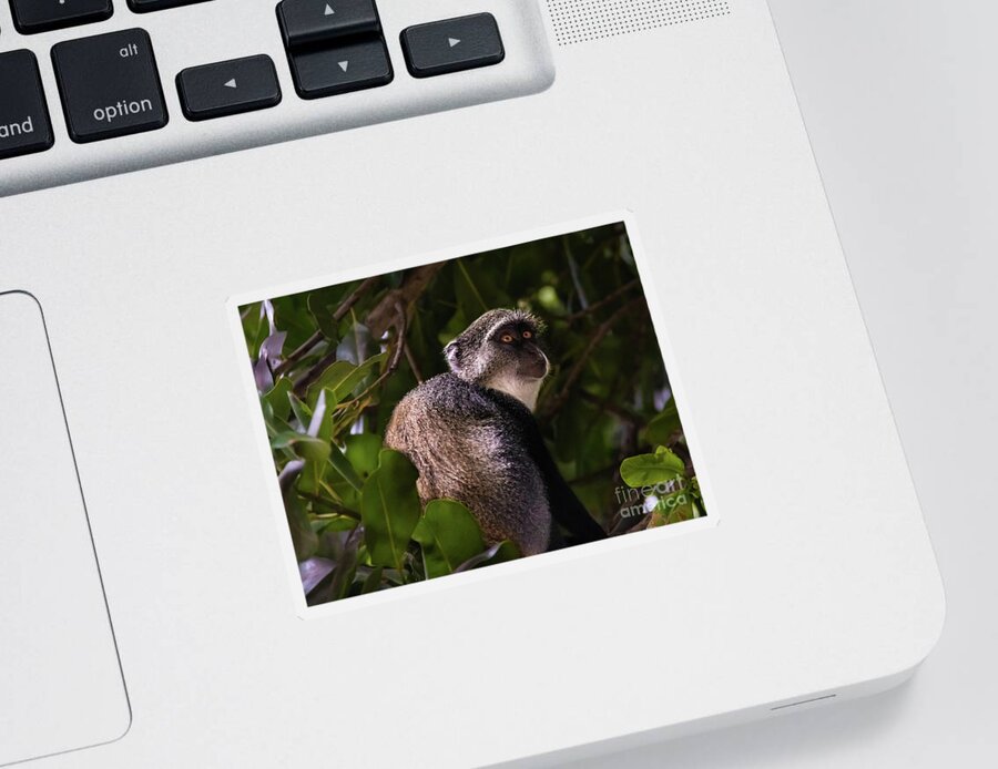Monkey Sticker featuring the photograph Blue monkey, Zanzibar by Lyl Dil Creations