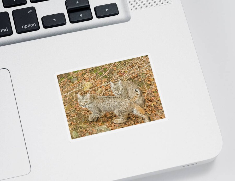 Usa Sticker featuring the photograph Bobcat Siblings by Marc Crumpler