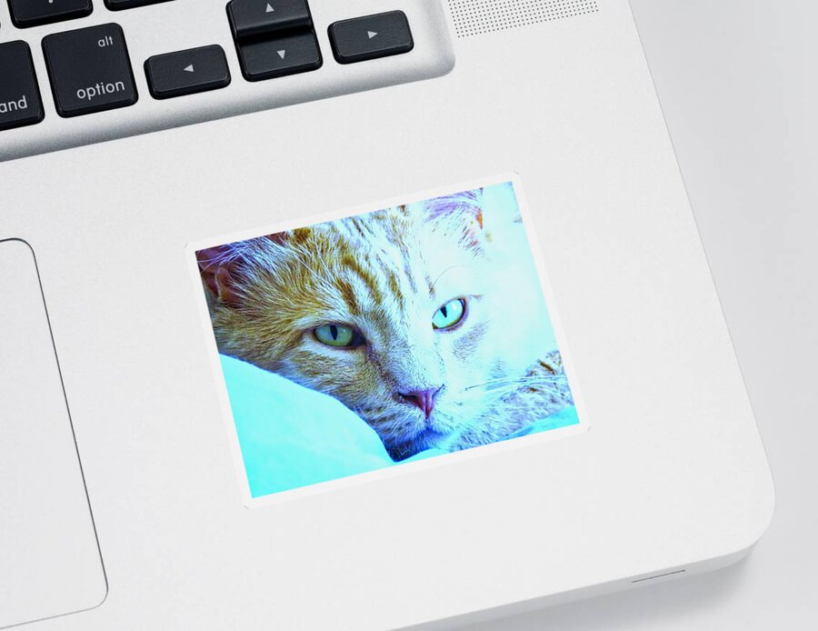 American Shorthair Sticker featuring the photograph Pretty Sides by Judy Kennedy