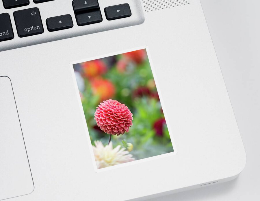 Cheerful Sticker featuring the photograph Bright and cheery pompom dahlia by Anita Nicholson