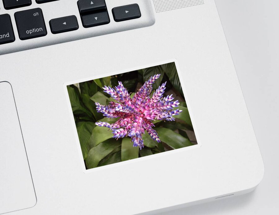 Bromeliad Sticker featuring the photograph Bromeliad pink, purple, blue flower by Nancy Ayanna Wyatt