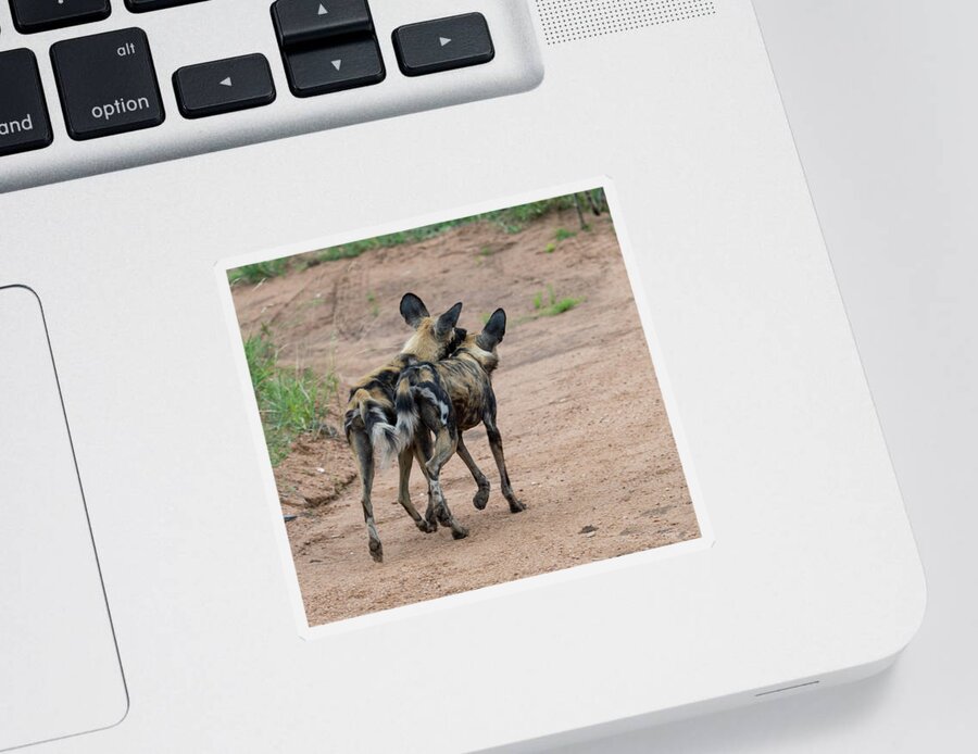 Wild Dog Sticker featuring the photograph Brothers by Mark Hunter