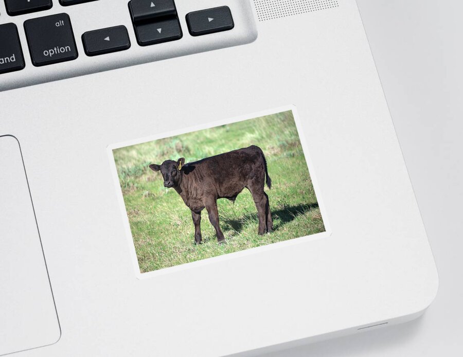 Bull Sticker featuring the photograph Bull Calf by Todd Klassy